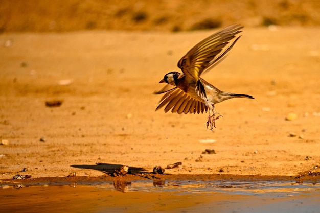 Pintassilgo ou Carduelis carduelis é uma ave passeriforme pertencente à família dos tentilhões