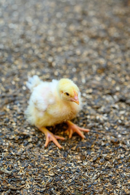 Pintinho amarelo bem pequeno sentado no chão na fazenda Adorável frango recém-nascido Closeup