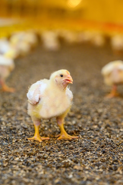 Pintinho amarelo bem pequeno sentado no chão na fazenda com muitas galinhas ao fundo Adorável frango recém-nascido Closeup