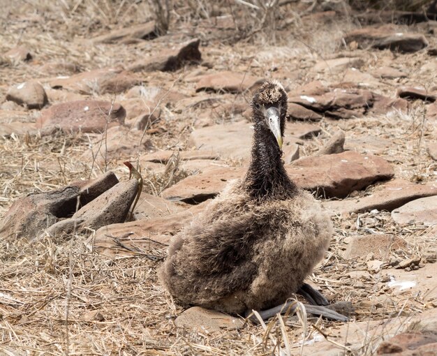 Pintinho Galápagos Albatroz na praia nas ilhas