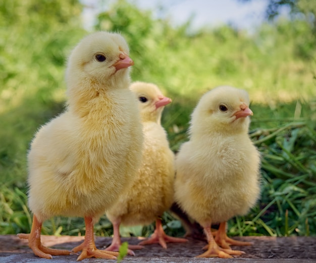 Pintinhos amarelos de bebê fofo.