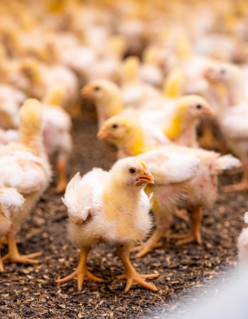 Pintinhos amarelos fofos andando Pintinhos recém-nascidos engraçados em pé no chão