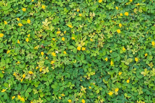 Pinto amendoim ou Arachis pintoi com folhas verdes e flor amarela na vista superior do campo do jardim