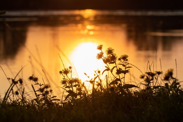 Pintoresco atardecer en el río, flores en la orilla del río y reflejo del sol en el agua