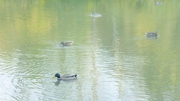 El pintoresco bosque de color se refleja en el lago en el parque de otoño en un día soleado con patos nadando en el estanque. Reflexiones de árboles de follaje colorido en el agua tranquila del estanque en un hermoso día de otoño