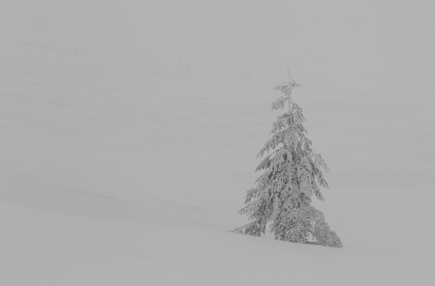 Pintoresco bosque cubierto de nieve en invierno