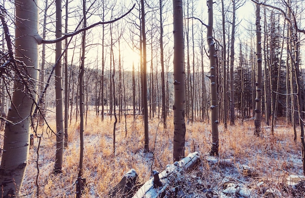 Pintoresco bosque nevado en invierno. Bueno para el fondo de Navidad.