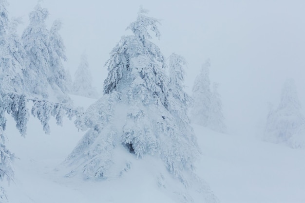 Pintoresco bosque nevado en invierno. Bueno para el fondo de Navidad.