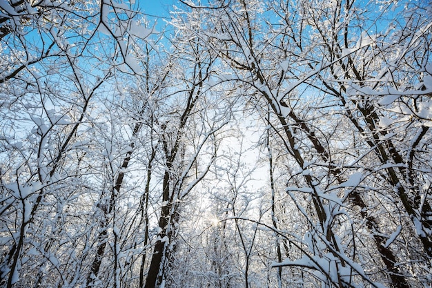 Pintoresco bosque nevado en invierno. Bueno para el fondo de Navidad.