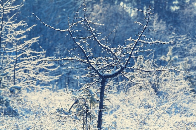 Pintoresco bosque nevado en invierno