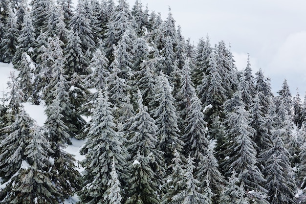 Pintoresco bosque nevado en temporada de invierno. Bueno para el fondo de Navidad.