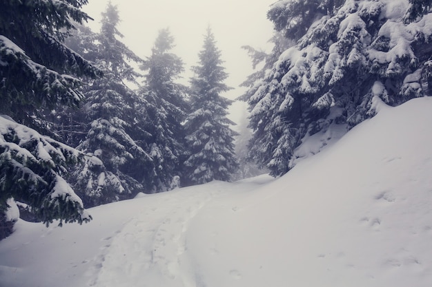 Pintoresco bosque nevado en temporada de invierno. Bueno para el fondo de Navidad.