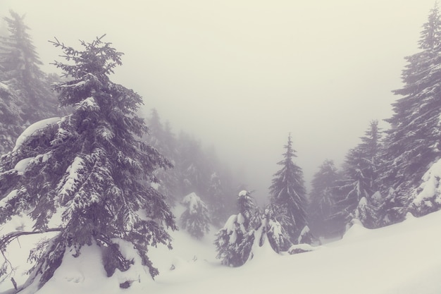 Pintoresco bosque nevado en temporada de invierno. Bueno para el fondo de Navidad.