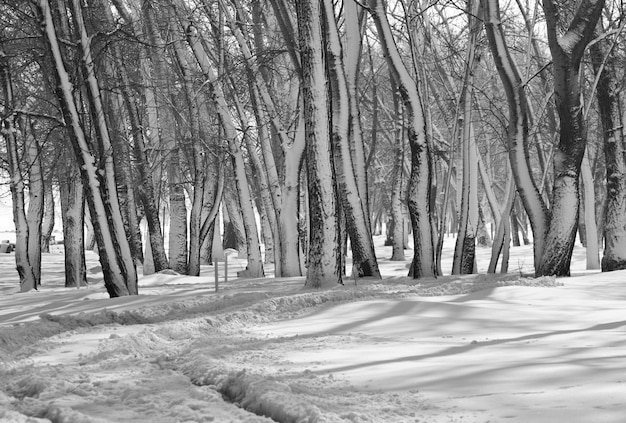 Pintoresco bosque nevado en temporada de invierno. Bueno para el fondo de Navidad.