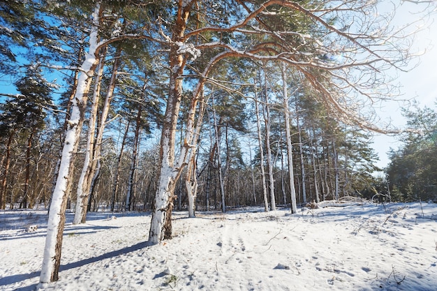 Pintoresco bosque nevado en temporada de invierno.