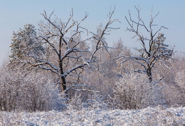 Foto pintoresco bosque nevado en temporada de invierno.