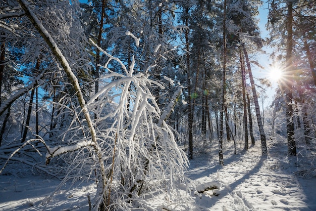 Pintoresco bosque nevado en temporada de invierno.