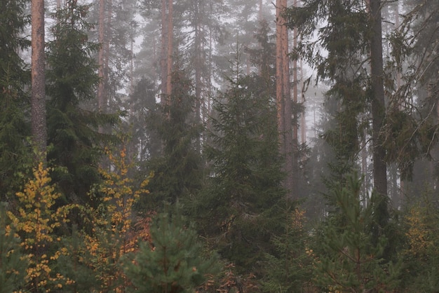 Pintoresco bosque de otoño en la niebla