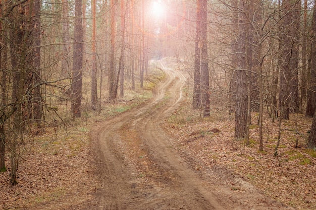 Foto pintoresco bosque de pinos con una carretera sinuosa