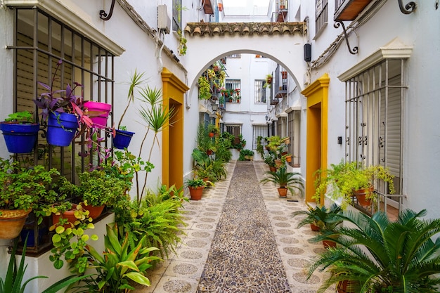 Pintoresco callejón de casas blancas con macetas, plantas y flores en la ciudad de Córdoba, España.