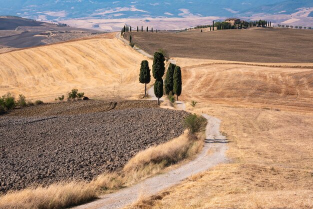 Pintoresco camino rural con cipreses entre campos amarillos de verano en la Toscana Italia