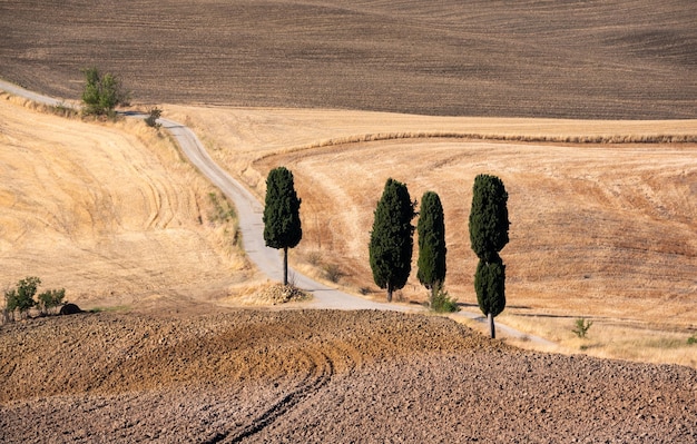 Pintoresco camino rural con cipreses entre campos amarillos de verano en la Toscana Italia