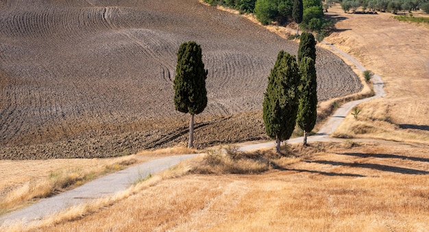 Pintoresco camino rural con cipreses entre campos amarillos de verano en la Toscana Italia