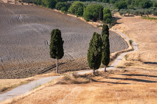 Pintoresco camino rural con cipreses entre campos amarillos de verano en la Toscana Italia