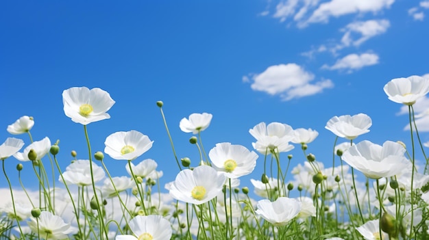 Un pintoresco campo de amapolas blancas bajo un vibrante