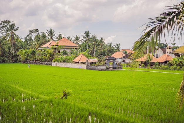 Pintoresco campo de arroz en la isla de Bali Indonesia Turismo en Asia