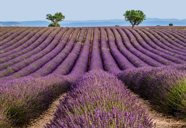 Pintoresco campo de lavanda en la naturaleza