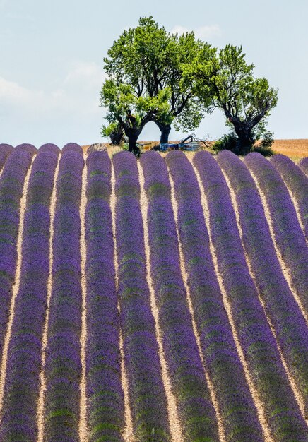 Pintoresco campo de lavanda en la naturaleza