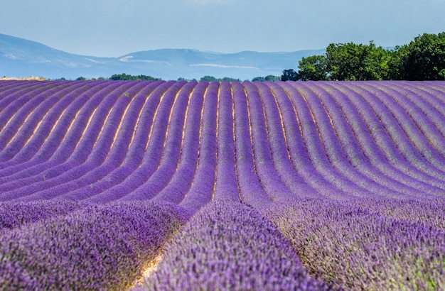 Pintoresco campo de lavanda en la naturaleza