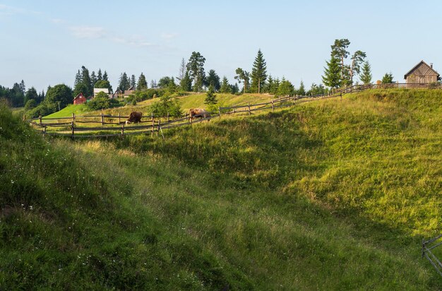 Pintoresco campo de montaña de los Cárpatos de verano Ucrania