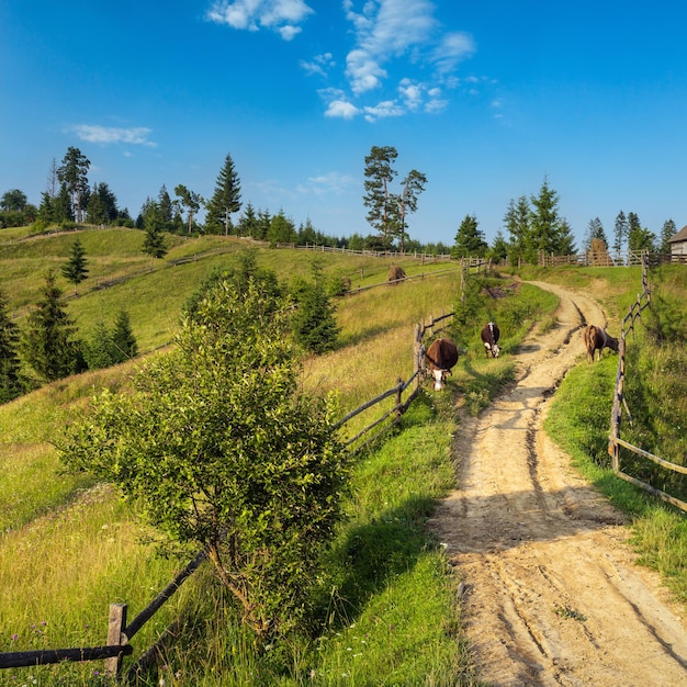 Pintoresco campo de montaña de los Cárpatos de verano Ucrania