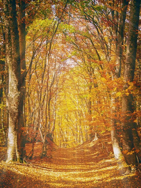 Pintoresco y colorido paisaje forestal otoñal