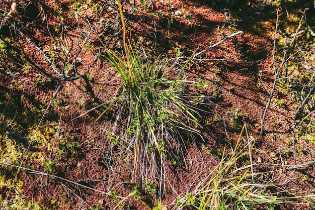 Pintoresco fondo de naturaleza minimalista con musgo rojo y hierba verde bajo el sol en otoño. Escénico telón de fondo natural mínimo con musgo sphagnum warnstorfii en colores otoñales. Minimalismo de flora en otoño.