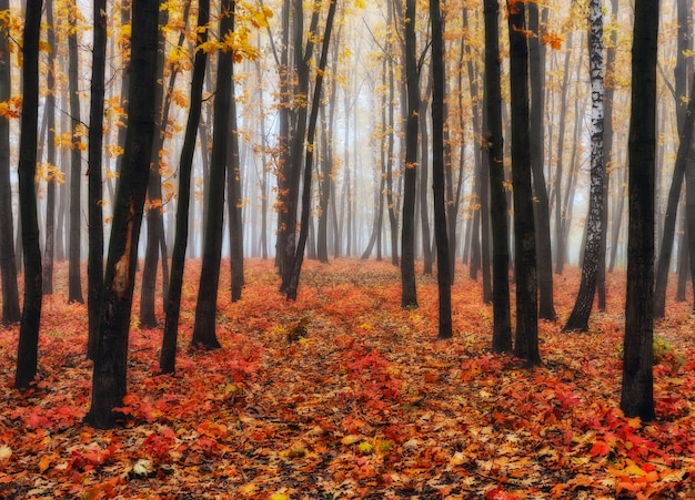 pintoresco paisaje de bosque de niebla