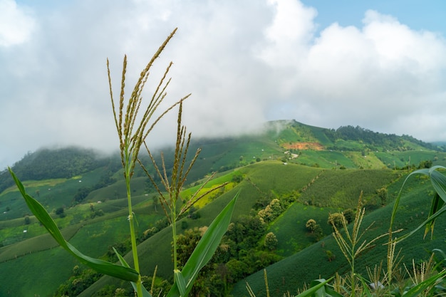 Pintoresco paisaje de campo agrícola con maíz y niebla en la colina en Tailandia