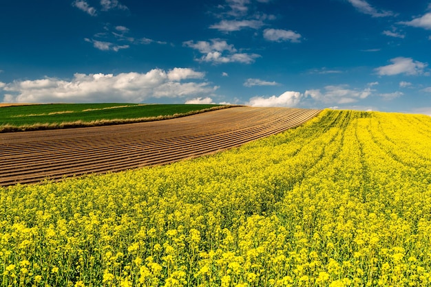 Pintoresco paisaje de campo Campos de colza o canola en flor Filas y árboles verdes