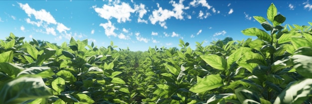 Foto un pintoresco paisaje se despliega adornado por exuberantes plantaciones de café