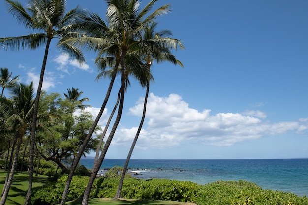 Pintoresco paisaje hawaiano escena playa en la isla de maui hawaii