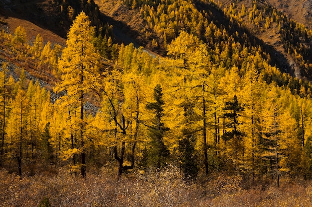 Pintoresco paisaje de montaña en las montañas de Altai de otoño