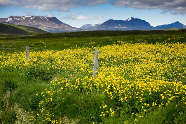 Pintoresco paisaje con naturaleza verde en Islandia durante el verano.