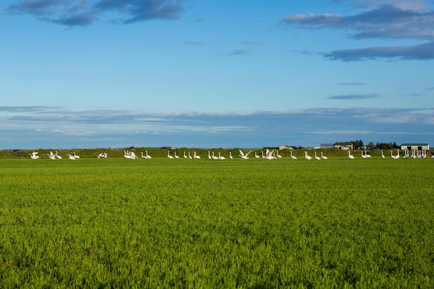 Pintoresco paisaje con naturaleza verde en Islandia durante el verano.