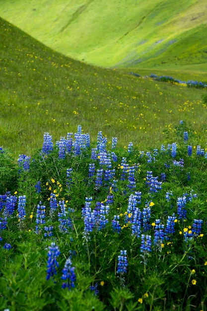 Pintoresco paisaje con naturaleza verde en Islandia durante el verano.