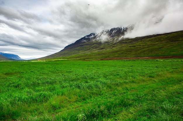 Pintoresco paisaje con naturaleza verde en Islandia durante el verano.