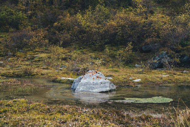 Pintoresco paisaje otoñal con gran piedra en la secuencia entre la flora dorada. Hermoso canto rodado en arroyo entre arbustos y árboles dorados en otoño. Pequeño arroyo entre pastos, musgos y matorrales en colores otoñales.