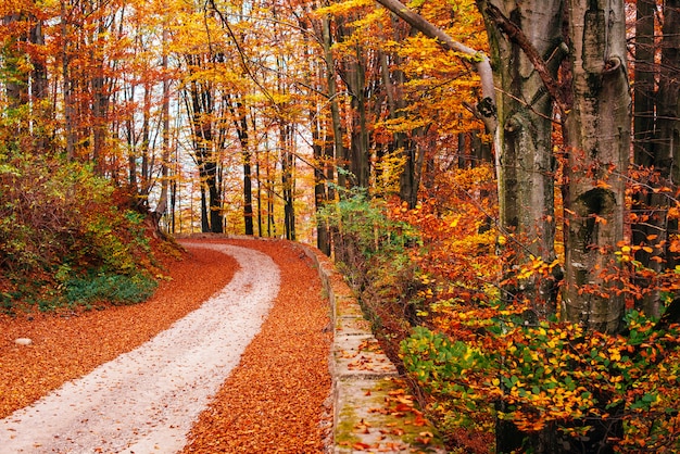 Foto pintoresco paisaje de otoño