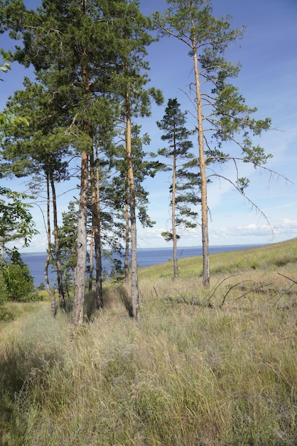 Pintoresco paisaje de verano con árboles y hierbas en la costa del río Volga Ulyanovsk